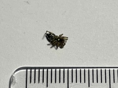 Cosmophasis micarioides