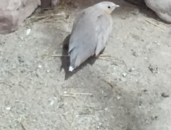 Pterocles senegallus