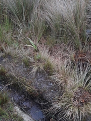 Juncus pusillus