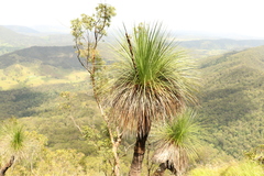 Xanthorrhoea glauca
