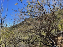 Bursera cerasiifolia