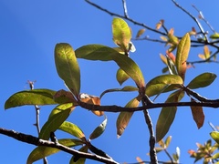 Bursera cerasiifolia