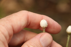 Rhodanthe anthemoides