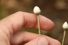 Rhodanthe anthemoides