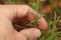 Rhodanthe anthemoides