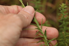 Rhodanthe anthemoides