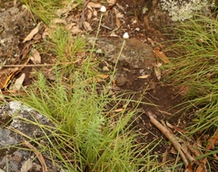 Rhodanthe anthemoides