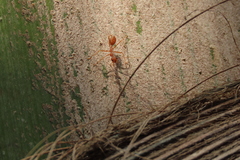 Oecophylla smaragdina