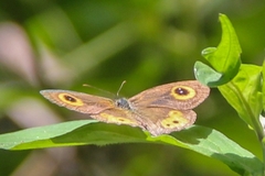 Ypthima aphnius