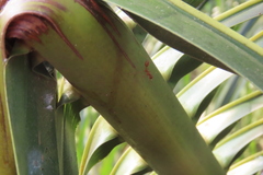 Oecophylla smaragdina