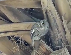 Otus brucei