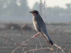 Hypocolius ampelinus