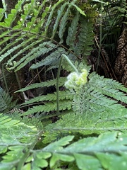 Microlepia strigosa