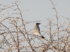 Hypocolius ampelinus