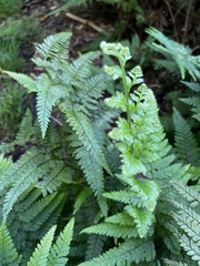 Microlepia strigosa
