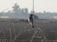 Hypocolius ampelinus