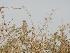 Hypocolius ampelinus