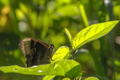 Papilio pericles