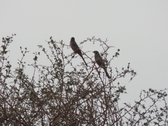 Hypocolius ampelinus