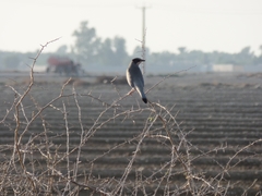 Hypocolius ampelinus