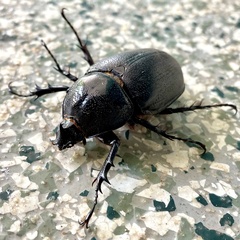 Haploscapanes barbarossa