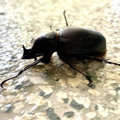 Haploscapanes barbarossa