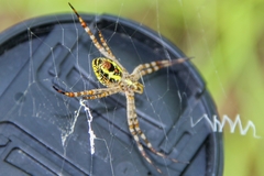 Argiope picta