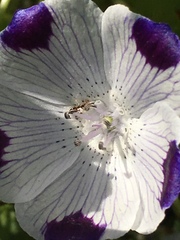 Nemophila maculata