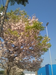 Tabebuia roseoalba