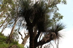 Xanthorrhoea glauca
