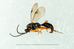 Fustiserphus