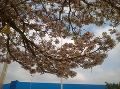Tabebuia roseoalba
