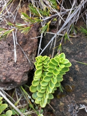 Veronica macrantha brachyphylla