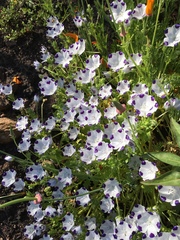Nemophila maculata
