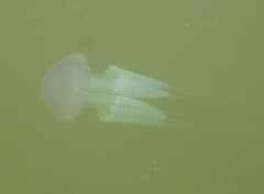 Acromitus flagellatus