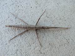 Pachymorphini