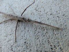 Pachymorphini