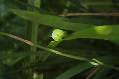Glaucopsaltria viridis