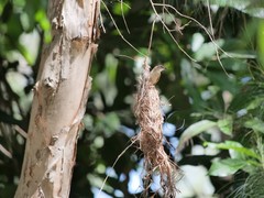 Gerygone magnirostris