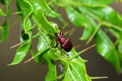 Euops falcata