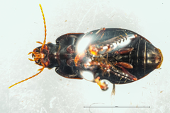 Harpalus tardus