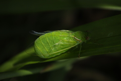 Glaucopsaltria viridis