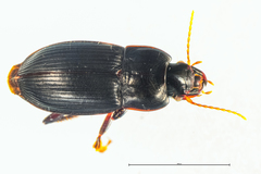 Harpalus tardus