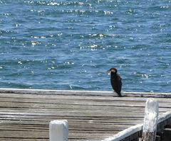 Microcarbo melanoleucos