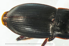 Harpalus tardus