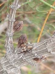 Opisthoncus abnormis