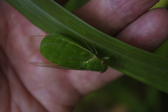 Glaucopsaltria viridis