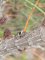 Opisthoncus abnormis