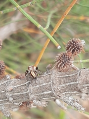 Opisthoncus abnormis