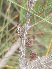 Opisthoncus abnormis